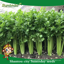 Suntoday vegetal F1 crescer couve chinesa assorted fresco Europa aipo alta vezes sementes híbridas vegetais para venda sementes (A4300)